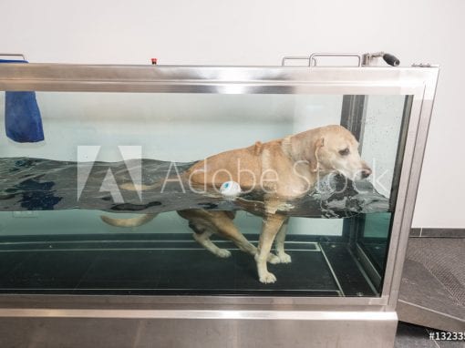 Canine Aqua and Hydrotherapy