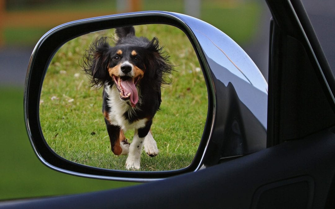 Pet Taxi