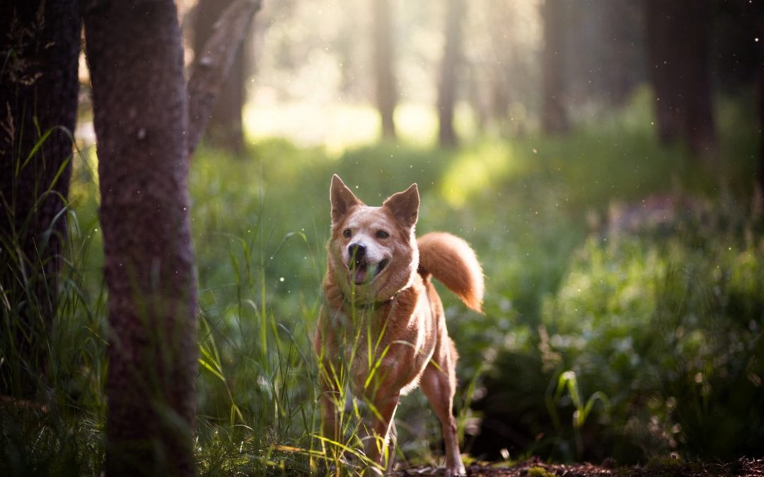 Dog Training & Enrichment Walk