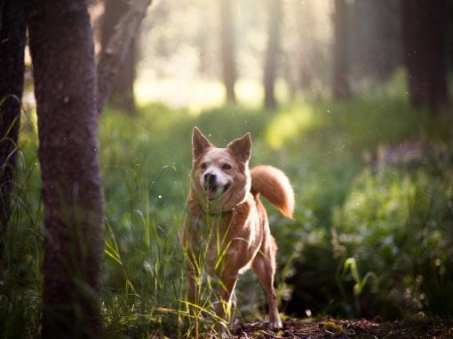 Dog Training & Enrichment Walk