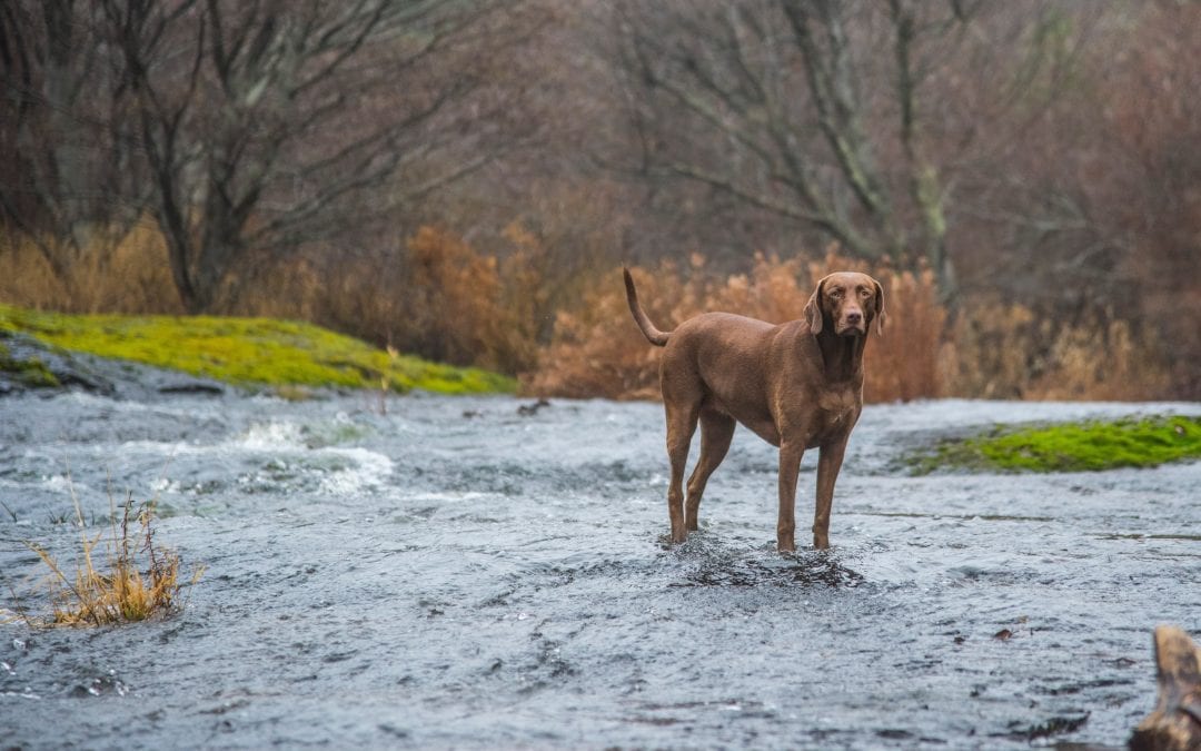 Dog Walking