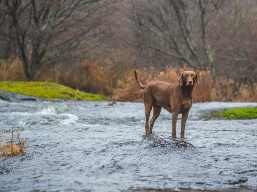 Dog Walking