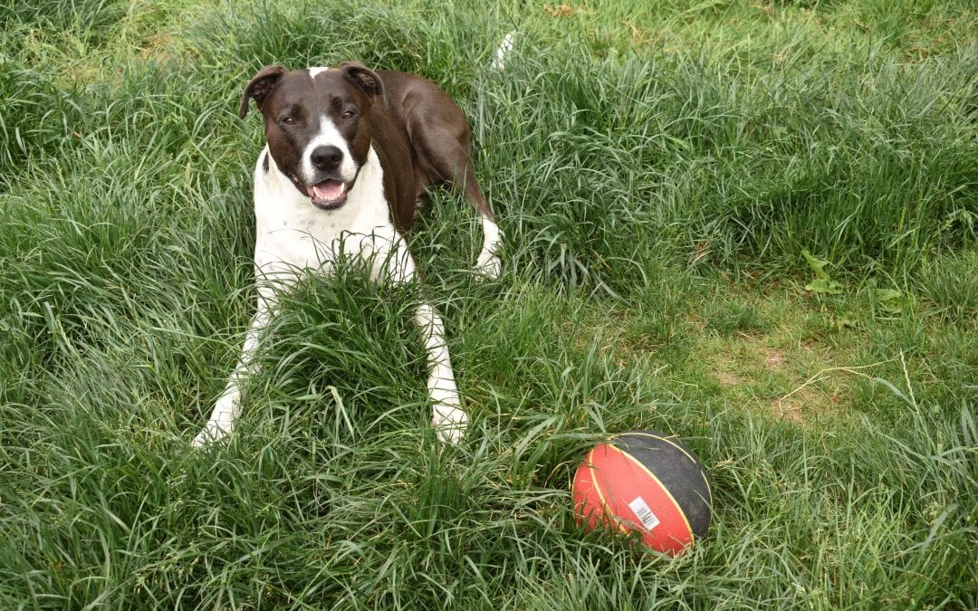 Canine Behaviour and Training