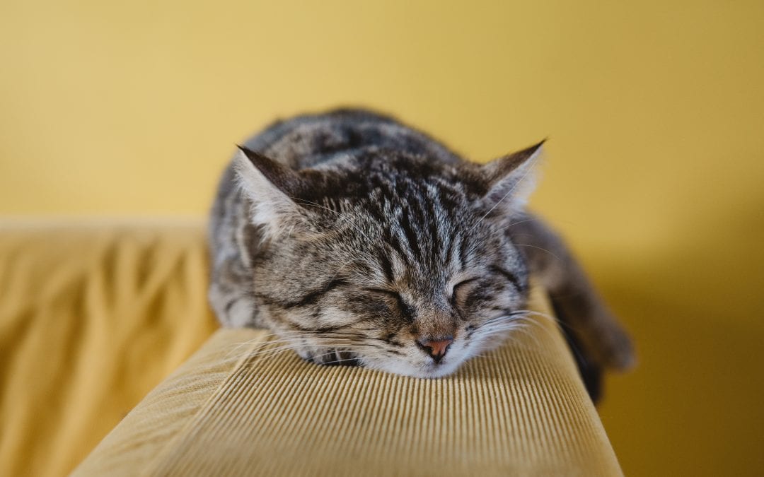Pet Sitting