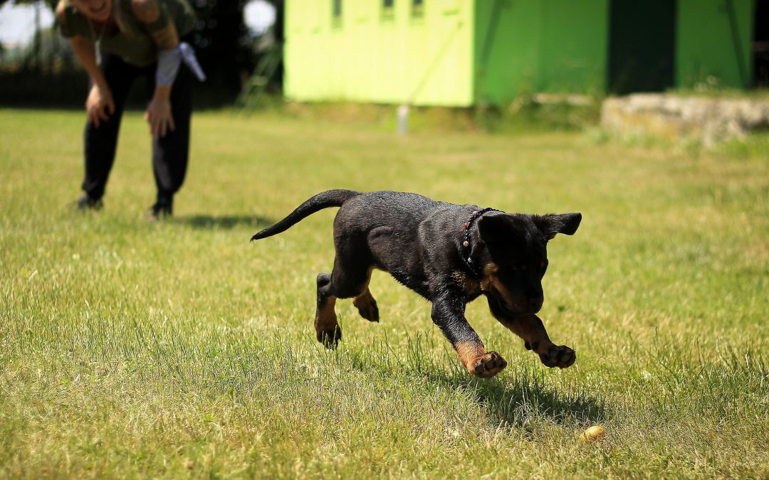 Online Dog Training
